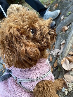 toypoodle  たまちゃん
