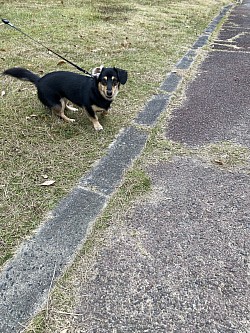 Dachshund& Welsh Corgi Mix ダンコ