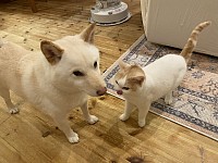 おうちゃんとぶっぶ